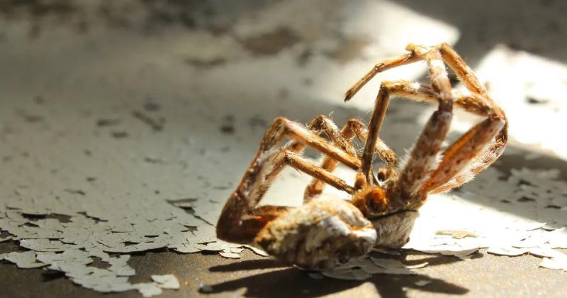 Чому павуки згинаються і відвертаються на спину після смерті: що призводить до згинання їхніх лап?