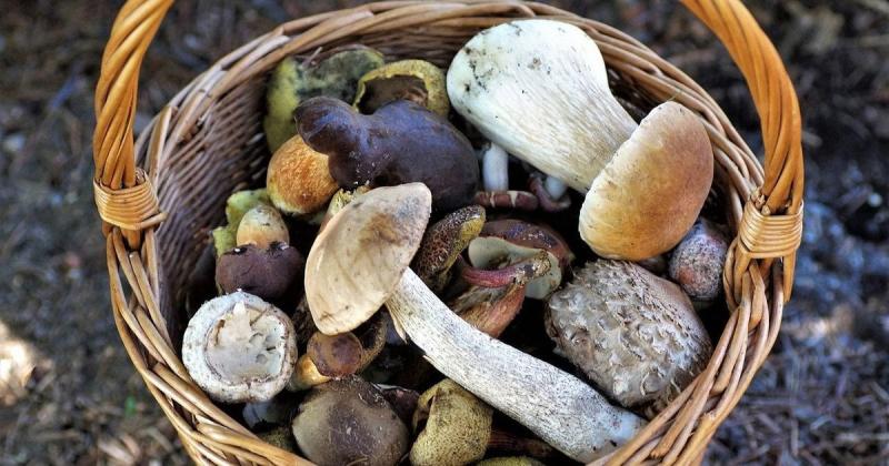 Грибні локації в Київській області: де шукати опеньки та лисички.