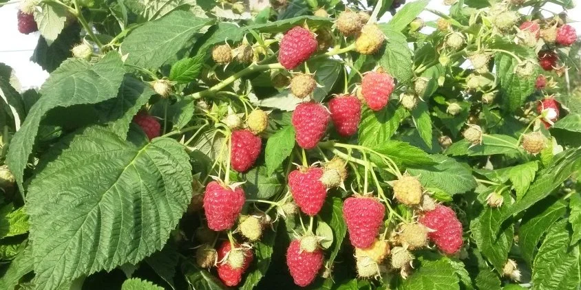 Недостатня кількість робочої сили. Українська компанія, що спеціалізується на вирощуванні ягід, має намір запросити сезонних працівників з Азії для збору своїх врожаїв.