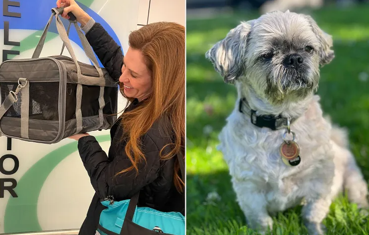 Жінка вирішила створити клон свого покійного собаки, але тепер відчуває розчарування: що не склалося?