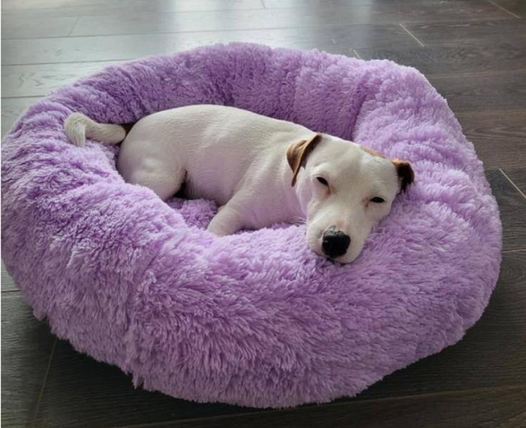 Вибір лежака з знімними покриттями, які просто прати після великої та енергійної собаки.