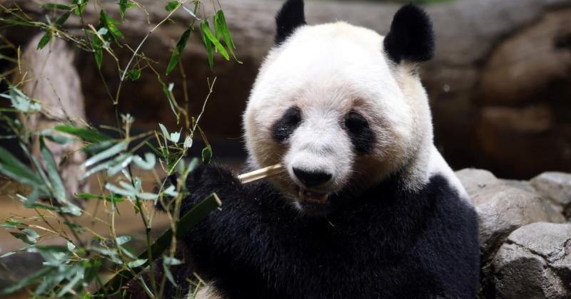 Китай вирішив повернути панд з Токіо на фоні загострення відносин з Японією.