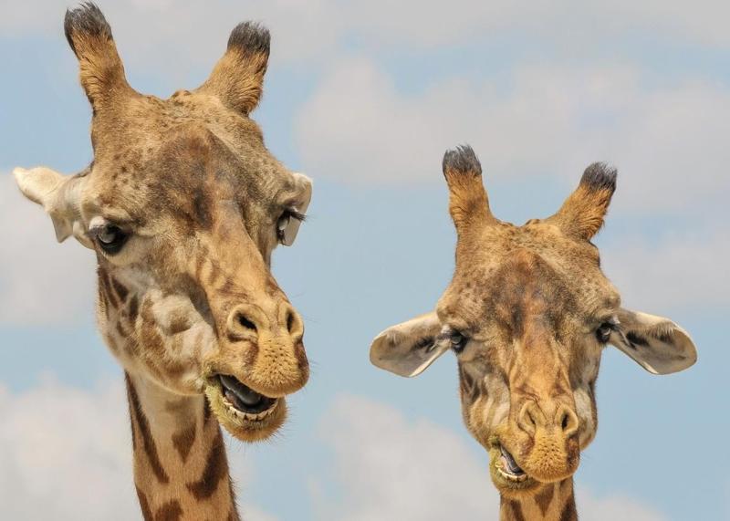 Виявлено сім категорій тварин, які виявляють скорботу за своїми родичами.