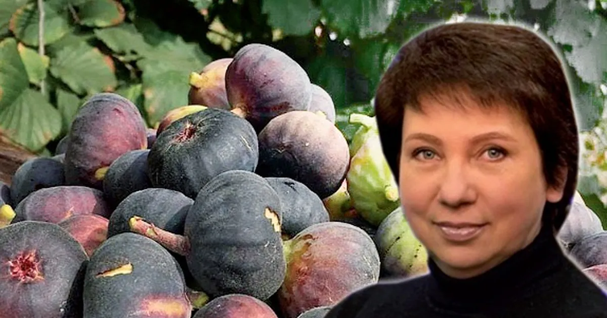 Італійський інжир знайшов новий дім в Україні.