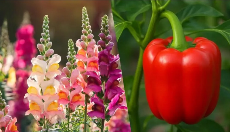 Не втрачайте часу!: ці 6 рослин, які варто обов'язково висіяти до квітня.