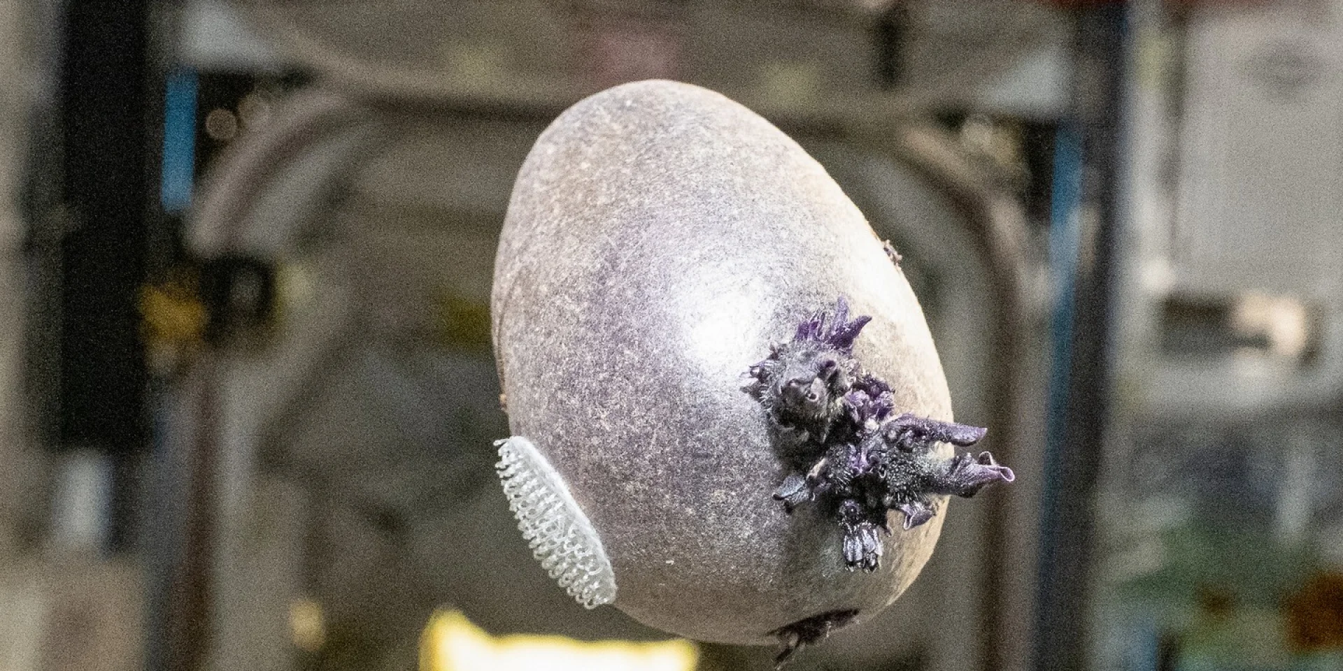 Замість коріння — щупальця. Астронавт Дон Петтіт став першим, хто виростив фіолетову картоплю в умовах мікрогравітації.