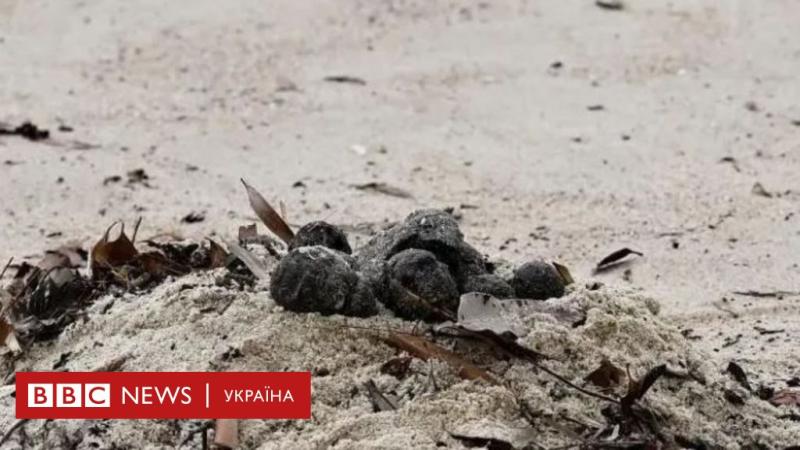 Дослідники виявили секрети незвичайних смердючих сфер - BBC News Україна