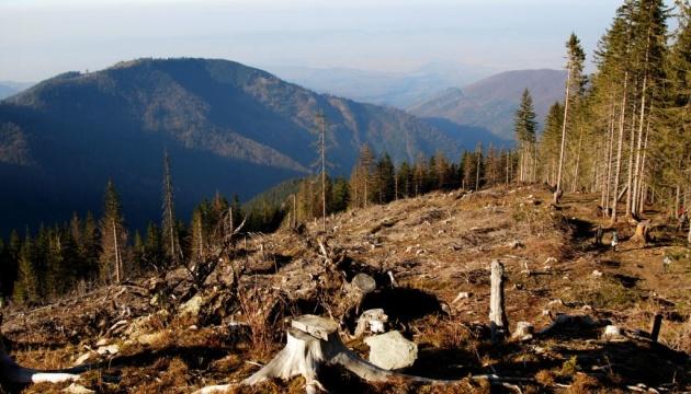 Незаконні вирубування дерев у національному парку 