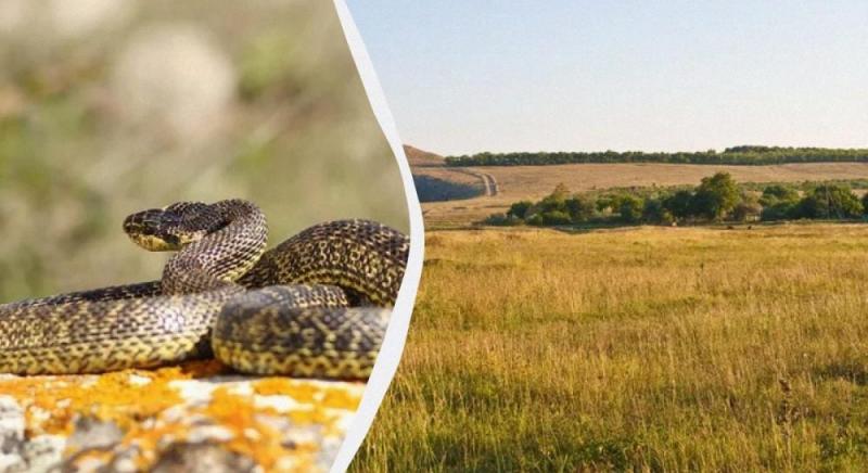 Зоолог поділився інформацією про змія, який проживає в Одеській області - він шипить і може кидатися в бік людей.