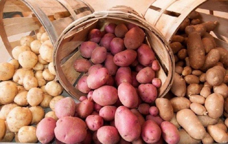 Чи насправді біла картопля є більш шкідливою, ніж фіолетова? Дослідники виявляють несподівані факти.