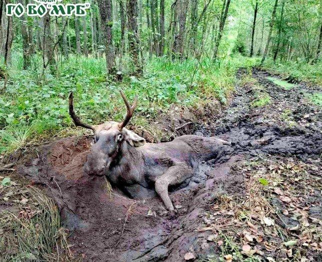 У лісі неподалік Клеваня було проведено операцію з порятунку лося. Це сталося в Рівненській області, про що повідомляє видання 