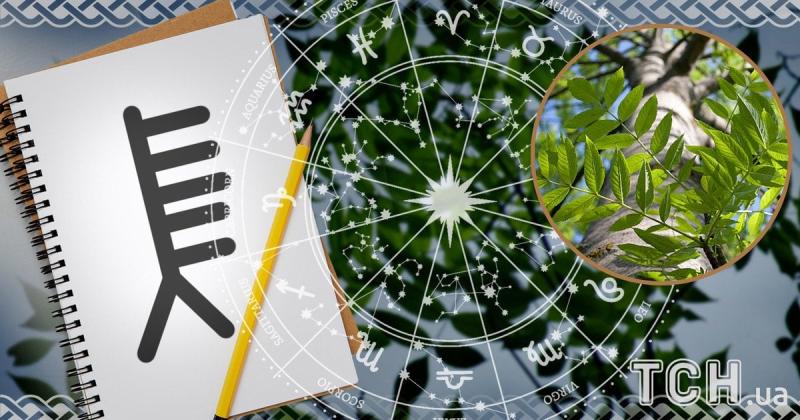 Кельтський гороскоп дерев на 1 жовтня 2025 року: Тельцям – внутрішній спокій, Водоліям – свіжий погляд на речі.