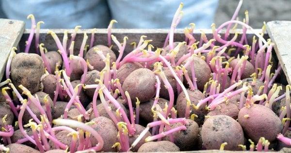 Чи є можливість вживати пророщену картоплю: думка науковців