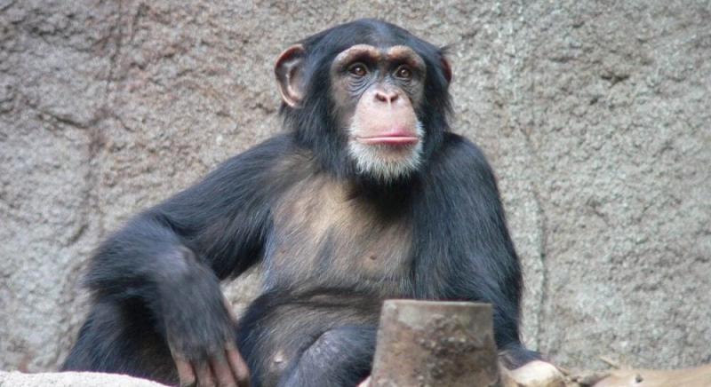 Зоопарк став ареною для битви: як один шимпанзе 28 років тому шокував науковий світ.