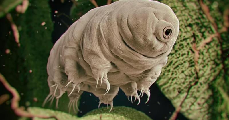 Виявлено метод покращення стійкості організму: яка істота несе в собі цей генетичний ключ?