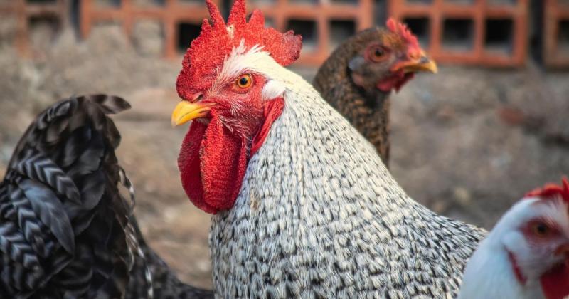 Наші бабусі навіть не могли уявити такого: фермер з Вінниці поділився секретами обігріву курника в зимову пору.