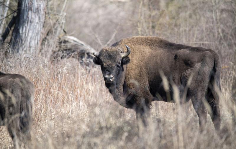 У Львівській області планують провести облік рідкісних видів тварин, занесених до Червоної книги. Які саме види підлягають цьому перерахунку?