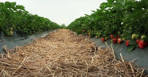 Ягідна ферма з Житомирської області планує залучити працівників з інших країн для збору урожаю.