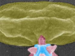 Шведські дослідники розробили нанотехнології для боротьби з бактеріями.