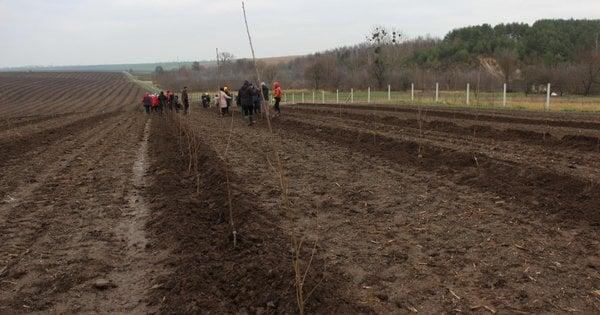 У Волинській області було створено найбільший вишневий сад.