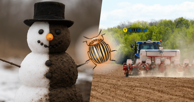 Кількість колорадських жуків зросте: як незвично теплі зими перетворюють Україну на справжній розсадник шкідників.