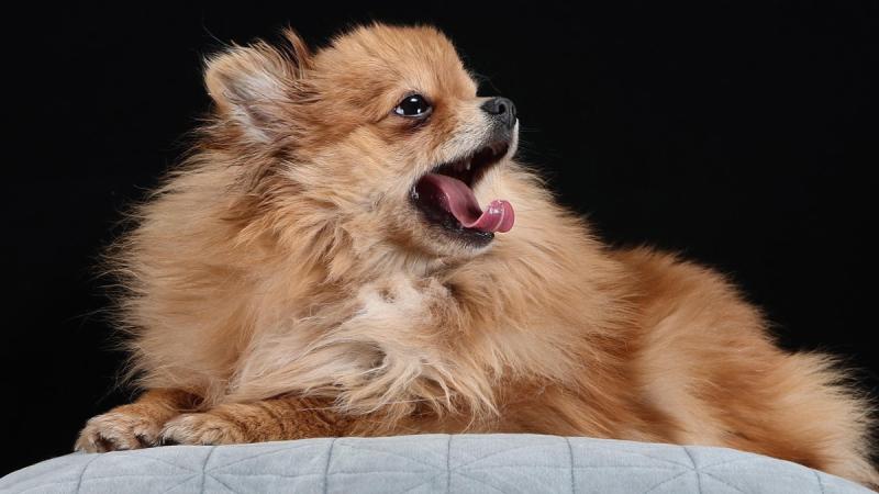 Різдвяні смаколики можуть бути небезпечними для ваших чотирилапих друзів: які саме продукти слід уникати для собак - Радіо Максимум