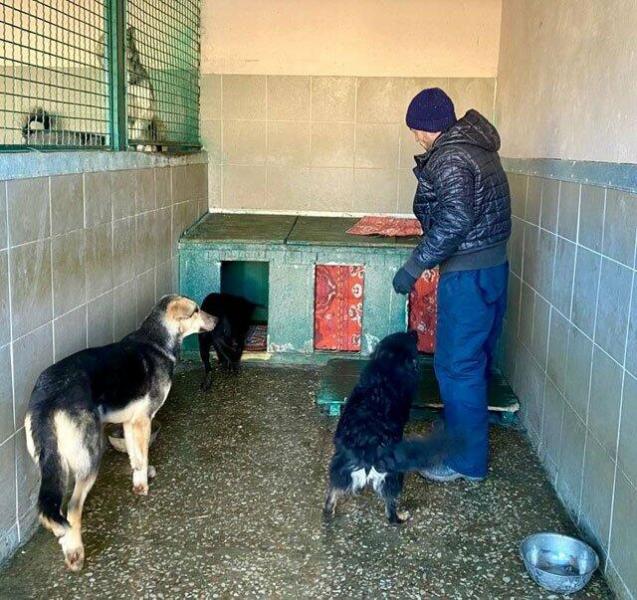 Харківці зібрали дві тонни теплого одягу для чотириногих друзів.