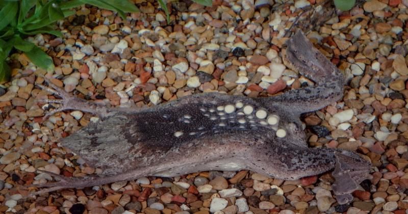 Ця жаба викликає страх і тривогу у людей: що ж таке настільки жахливе в цій амфібії (відео)