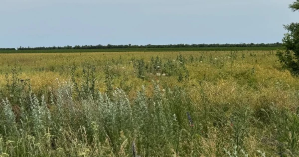 Найзначніше літієве родовище України, ймовірно, перейде до інвесторів, що мають зв'язки з Трампом, повідомляє NYT.