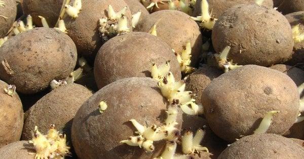 Це ще можна виправити: як діяти, якщо в погребі почали проростати бульби картоплі?