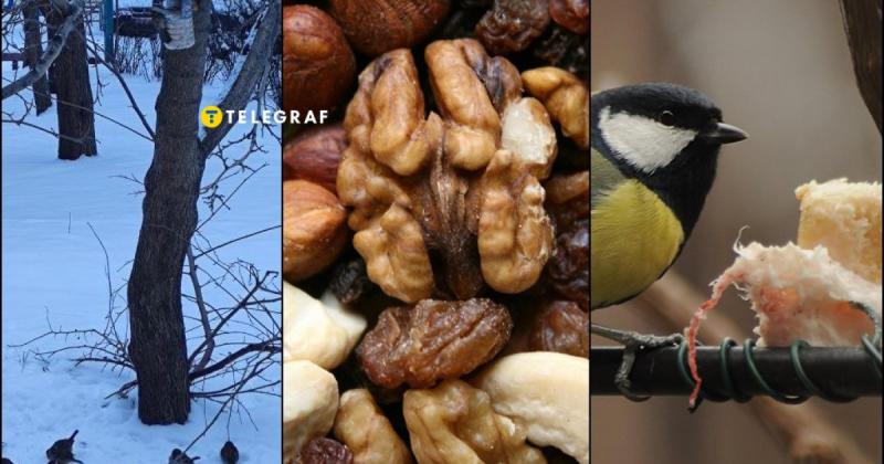 Морозні дні знову на горизонті: 7 засобів, які допоможуть птахам - ви напевно маєте їх у своєму домі.