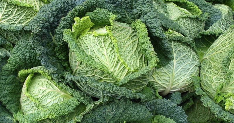 Ми занадто рідко вживаємо цю їжу. Вона є чудовим джерелом для покращення пам'яті, зміцнення кісток і підтримання шовковистої шкіри.