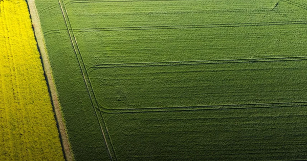 Третина українських територій знаходиться під контролем лише десяти компаній: хто володіє більше ніж 18 тисячами гектарів.