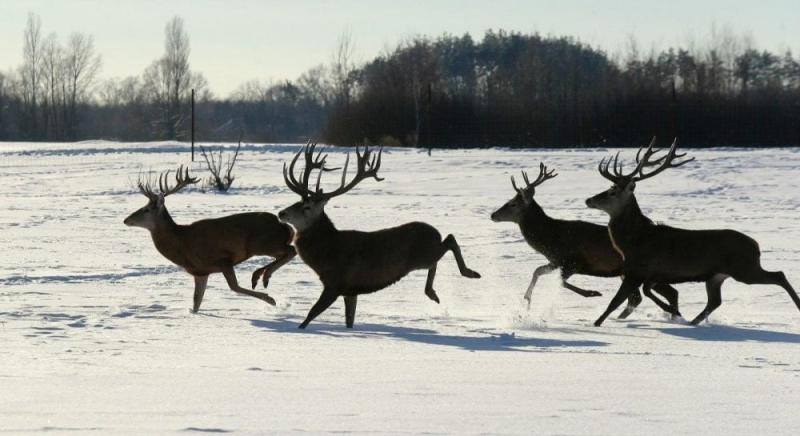 В екопарку поблизу Києва проживає більше ста оленів – чи є можливість наблизитися до них? (фотозвіт)