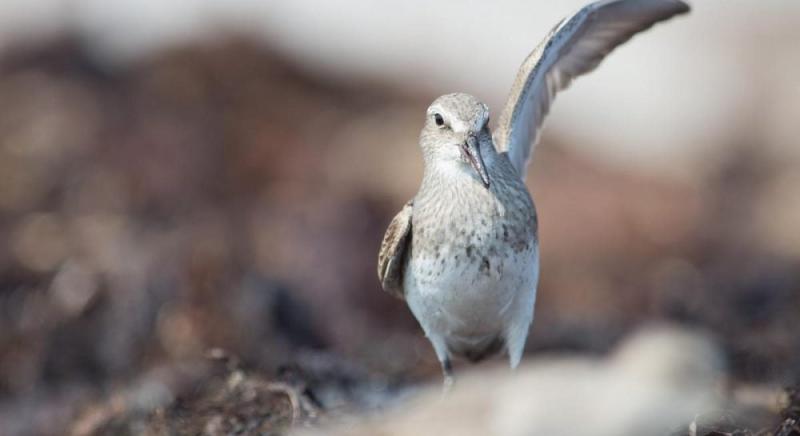 У світі існує птах, здатний подолати більше 13 000 км без перерви: яким чином йому це вдається?