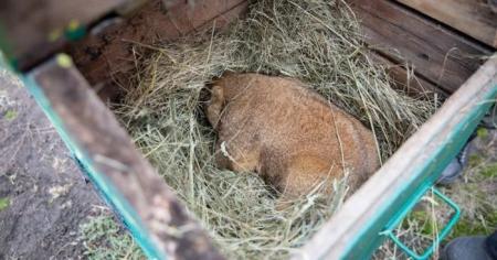 Харківський бабак Тимко IV пророкує, що весна прийде через шість тижнів, оскільки він помітив свою тінь.