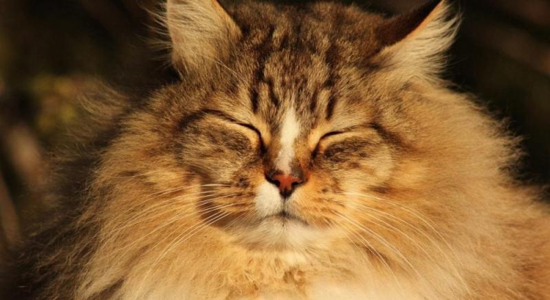 13 лютого в Києві очікується один з найтепліших днів тижня.