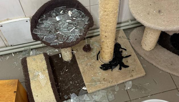 У Харкові в результаті російської атаки постраждав притулок для тварин.