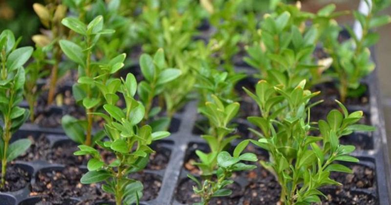 Які рослини можуть розмножуватися за допомогою живців: методика заготовки та вкорінення декоративних чагарників.