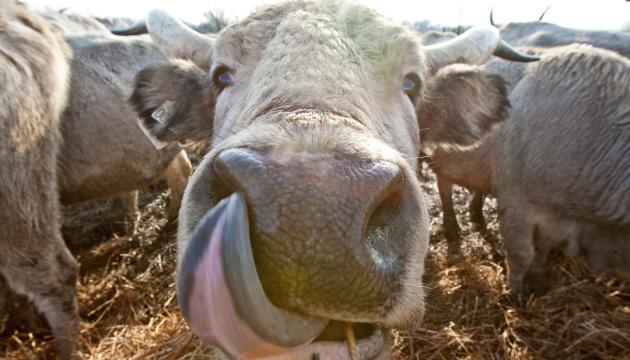 У лютому Україна підвищила обсяги експорту великої рогатої худоби.