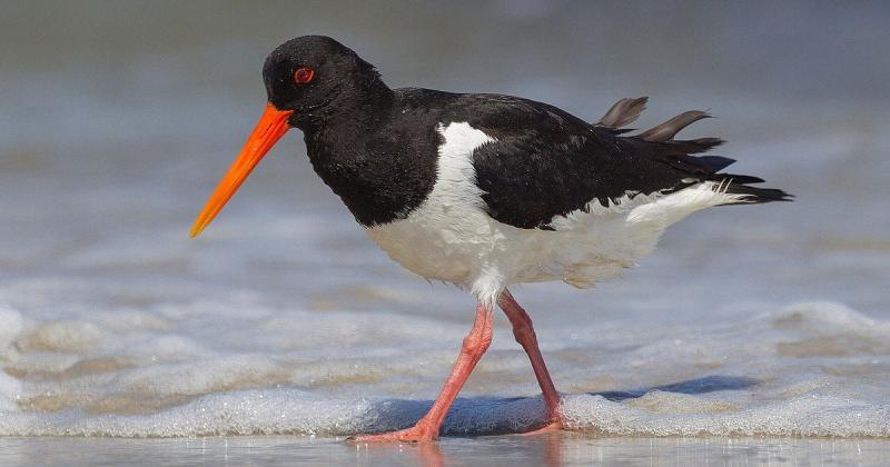 В Одеській області зафіксували рідкісного червонокнижного птаха з яскраво-червоним дзьобом (відео)