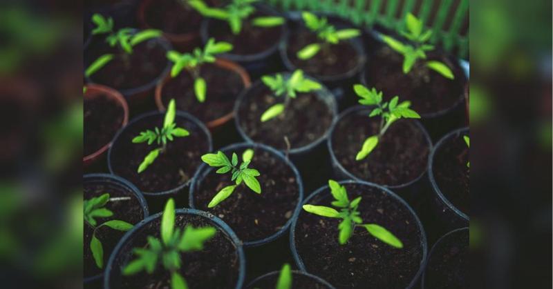 Як підготувати розсаду до умов вирощування та уберегти її від чорної ніжки: рекомендації від досвідченої агрономки.
