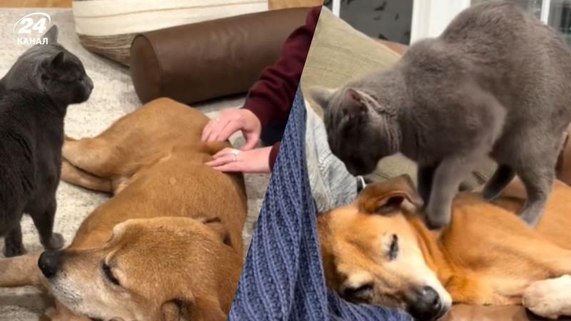 Кіт на ім'я Рівер підтримує свою господиню у догляді за хворим собачкою - дивіться, які дії виконує пухнастик у відео.