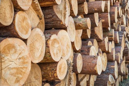 Український кліринговий дім у співпраці з товарними біржами організовує серію вебінарів, спрямованих на детальне вивчення оцінки ризиків контрагентів для учасників ринку необробленої деревини.