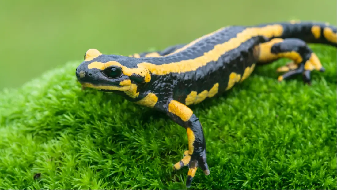 Як оперативно впоратися зі стресом на пенсії