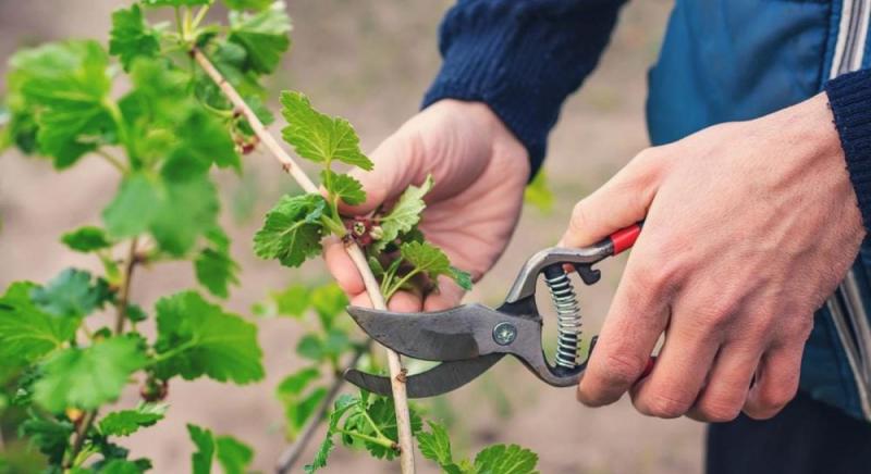 Науковці з'ясували, що рослини здатні 