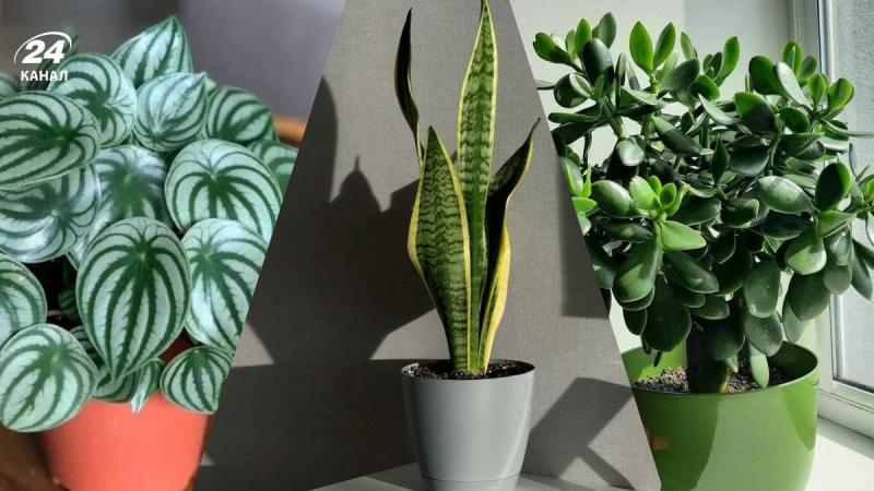 3 рослини для компактних квартир, які не вимагають світла та поливу
